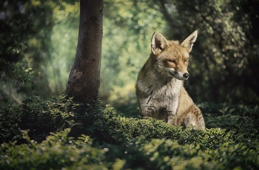 Maladie de Lyme: les renards feraient baisser le nombre de tiques infectées
